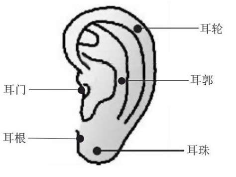 耳朵有痣的人|耳朵长痣的位置图解 耳朵长痣的位置图解有福气